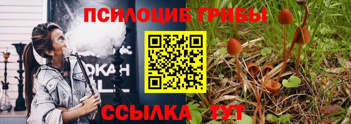 Галлюциногенные грибы Psilocybine cubensis Химки
